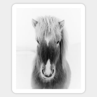 Icelandic Horse Portrait, black and white Sticker